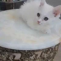 گربه