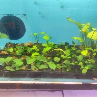 انواع گیاه های آکواریوم پلنت بصورت گلدانی فقط 55|ماهی|مشهد, فاطمیه|دیوار