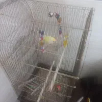 فروش طوطی برزیلی