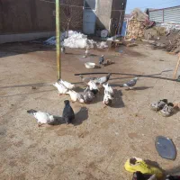 کبوتر|پرنده|فیروزه, |دیوار