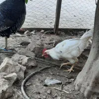 مرغ وخروس محلی قایمیه|حیوانات مزرعه|کوه چنار, |دیوار