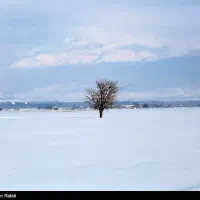 گرافیست و طراح