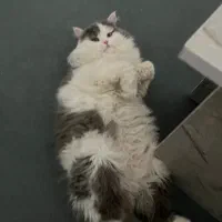 گربه برای جفت گیری|گربه|ارومیه, |دیوار