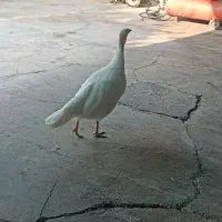 بوقلمون نر و ماده|حیوانات مزرعه|دزفول, |دیوار