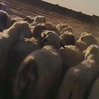 فروش چهل راس میش و شیک وکاوه لری وترکی|حیوانات مزرعه|ازنا, |دیوار