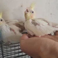 جوجه عروس لوتینو سرلاکی|پرنده|بوکان, |دیوار