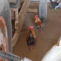 شهرستان حمیدیه روستای رمسه ۲