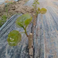 کاشت شراکتی یونجه