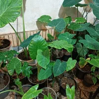 گلخونه خونگی همه مدل گل قیمت مناسب|گل و گیاه طبیعی|گنبد کاووس, |دیوار