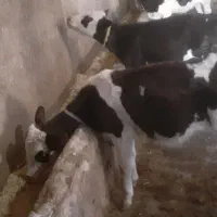 گوساله ماده سمینتال|حیوانات مزرعه|تبریز, |دیوار