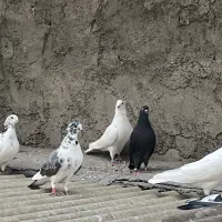 کفتر