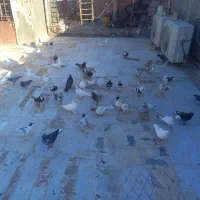 کفتر طوقی و چتری