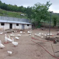 کارگر ساده