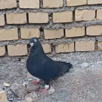 زاغ نر جوان مست