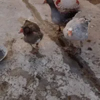 غاز|حیوانات مزرعه|کلیائی, |دیوار