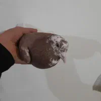 دو عدد نر شهرستانی|پرنده|بومهن, |دیوار