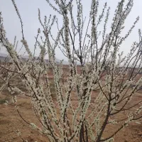 فروش-باغ-فوری
