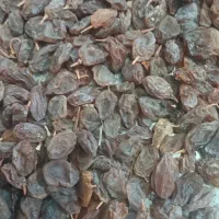 فروش مویزعسکری|خوردنی و آشامیدنی|شیراز, گل سرخ|دیوار