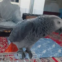 کاسکو درشت وراج پرحرف