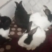 ۴ تا بچه خرگوش سالم و بازیگوش یکماهه