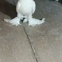 کبوتر تلف شده کفتر