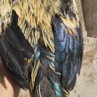 مرغ و خروس محلی زیبا|حیوانات مزرعه|ایذه, |دیوار