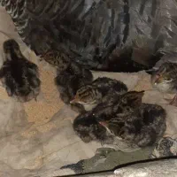 بوقلمون جوجه دار درشت وسالم