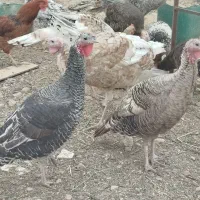 خروس و بوقلمون محلی جوان