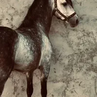 خرید و فروش اسب