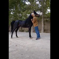 اسب قد ۱۸۳ .دو راس|اسب و تجهیزات اسب‌سواری|تهران, نیاوران|دیوار