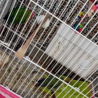 یک جفت طوطی برزیلی اهلی