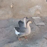 غاز|حیوانات مزرعه|کبودرآهنگ, |دیوار