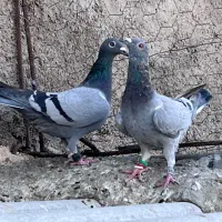 پلاکی|پرنده|بیرجند, |دیوار