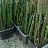 گل ونهال وگلدان درمهرستان|گل و گیاه طبیعی|مهرستان, |دیوار