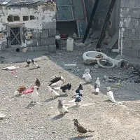کفتر رودان|پرنده|میناب, |دیوار