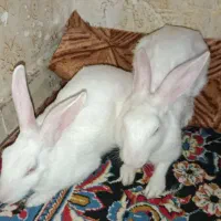 خرگوش|موش و خرگوش|اهواز, کوی علوی|دیوار