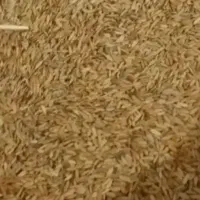 چلتوک تیمی درجه یک تیم میداوود