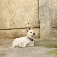 توله سگ شیواوا+اشپیتز|سگ|رستمکلا, |دیوار