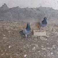 جفت سبز با جوجه|پرنده|استهبان, |دیوار