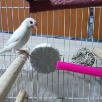 فنچ نرگسی|پرنده|خاش, |دیوار