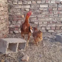 خروس لاری و یه مرغ ولایتی|حیوانات مزرعه|قهستان, |دیوار