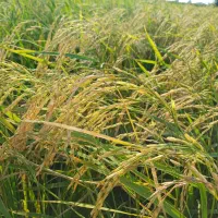 برنج طارم هاشمی کشت دوم تمییز شده اعلا و معطر|خوردنی و آشامیدنی|ساری, |دیوار