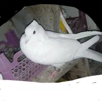 مرغ‌معاوضه‌کبوتر‌با.مرغ