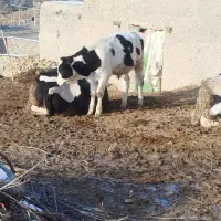 گوساله ۷ماهه