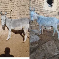 دو عدد الاغ نر باری گوسفندی