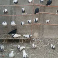 کبوتر طوقی در رنگ های مختلف و کبوتر شامپیون|پرنده|ری, علایین|دیوار