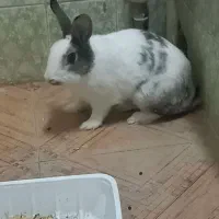 برا فروش
