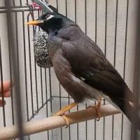 مینا سخنگو|پرنده|تهران, انبار نفت|دیوار