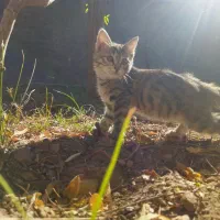 بچه گربه ماده|گربه|بیرجند, |دیوار