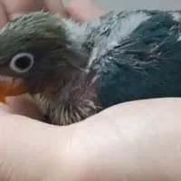 جوجه برزیلی|پرنده|ری, ملکآباد|دیوار